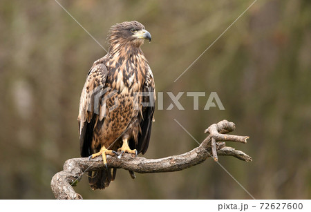 White tailed Eagle (Haliaeetus albicilla) White tailed Eagle (Haliaeetus albicilla) 72627600