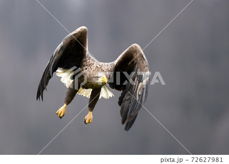 White tailed Eagle (Haliaeetus albicilla) White tailed Eagle (Haliaeetus albicilla) 72627981