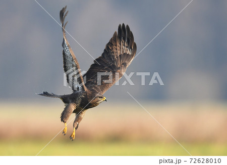 Common buzzard (Buteo buteo) 72628010