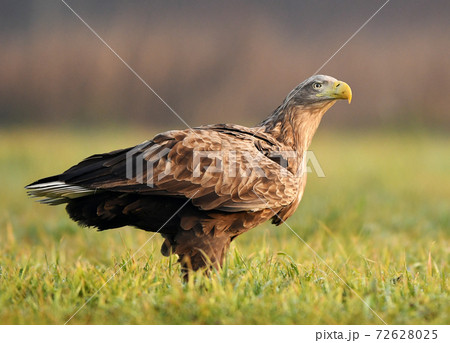 White tailed Eagle (Haliaeetus albicilla) White tailed Eagle (Haliaeetus albicilla) 72628025