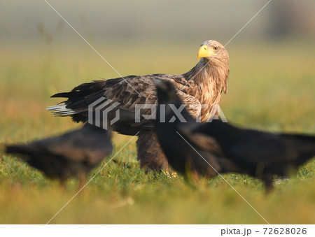 White tailed Eagle (Haliaeetus albicilla) White tailed Eagle (Haliaeetus albicilla) 72628026