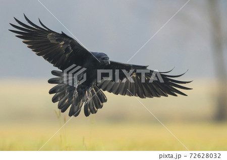 Raven (Corvus corax) Raven (Corvus corax) 72628032
