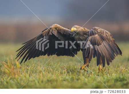 White tailed Eagle (Haliaeetus albicilla) 72628033