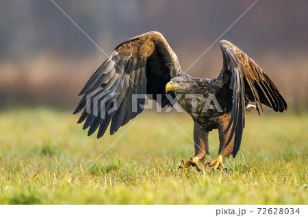 White tailed Eagle (Haliaeetus albicilla) 72628034