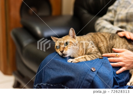 woman hold his cat on his thighs woman hold his cat on his thighs 72628313