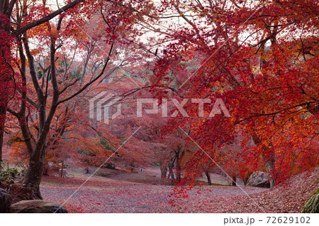 紅葉の庭園 三十路苑 長崎県雲仙市 紅葉の庭園 三十路苑 長崎県雲仙市 72629102