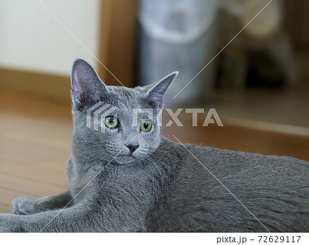 フローリングの床でくつろぐ子猫 何かを見つめる フローリングの床でくつろぐ子猫 何かを見つめる 72629117