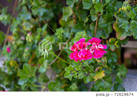 アイビーゼラニウムのピンクと白の花の写真素材