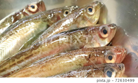 魚　ハタハタ 72630499