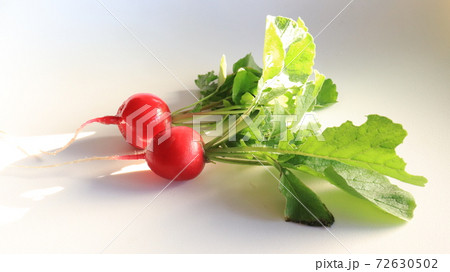 新鮮　ラディッシュ 72630502