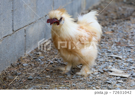 The brown Silky Chicken walking in garden at thailand The brown Silky Chicken walking in garden at thailand 72631042