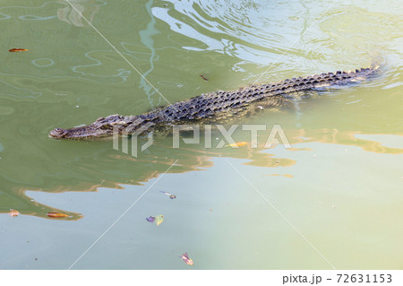 The thai crocodile swimming on the river 72631153