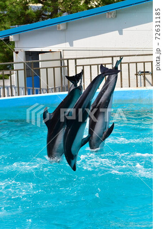 のとじま水族館 イルカショー 石川県 の写真素材