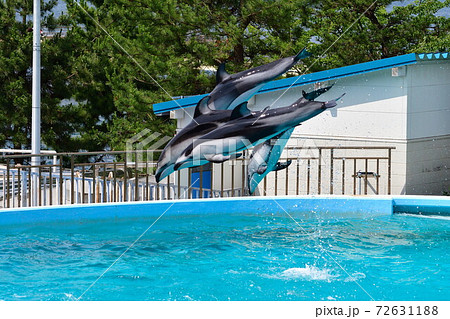 のとじま水族館　イルカショー（石川県） 72631188