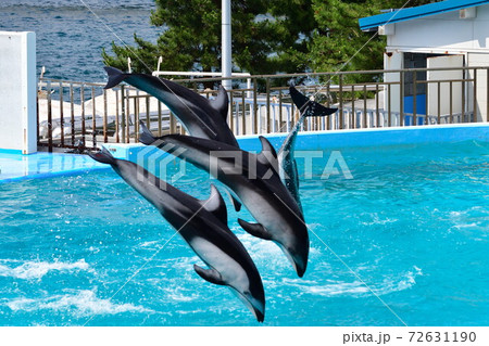 のとじま水族館 イルカショー 石川県 の写真素材