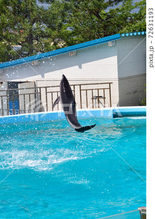 のとじま水族館 イルカショー 石川県 の写真素材