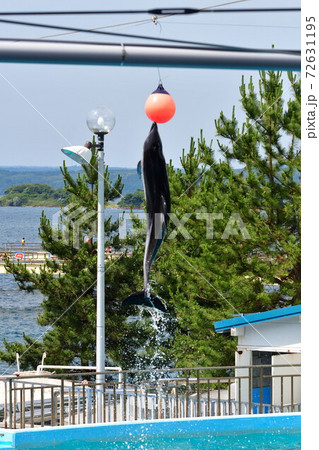 のとじま水族館 イルカショー 石川県 の写真素材