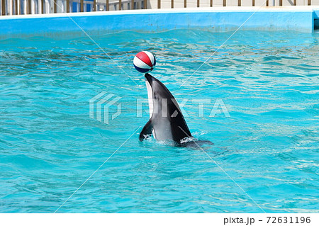 のとじま水族館 イルカショー 石川県 の写真素材