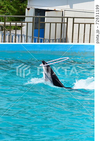 のとじま水族館 イルカショー 石川県 の写真素材