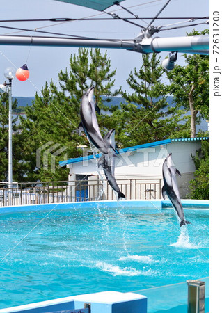 のとじま水族館　イルカショー（石川県） 72631200
