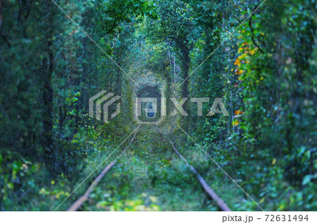 Trees tunnel 72631494