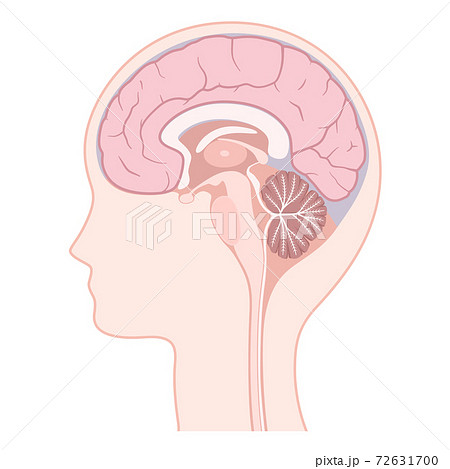 脳 正中矢状断のイラスト 頭部のイラスト素材