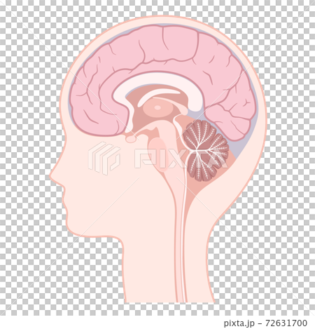 脳 正中矢状断のイラスト 頭部のイラスト素材