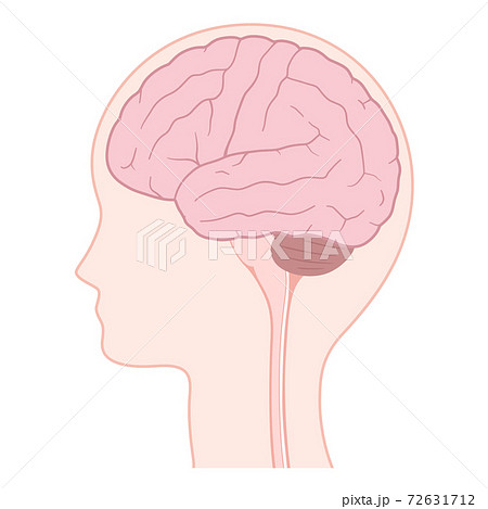 脳 大脳外側面のイラスト 横顔のイラスト素材