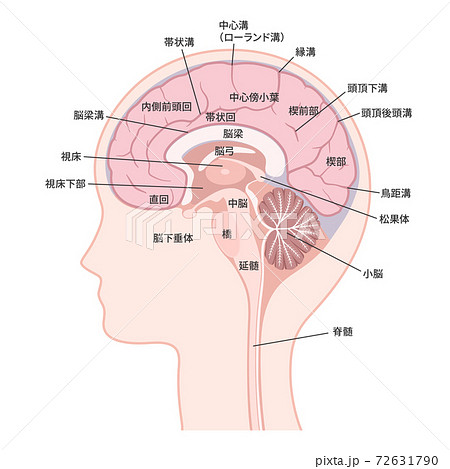 脳 大脳内側面のイラスト 名称ありのイラスト素材