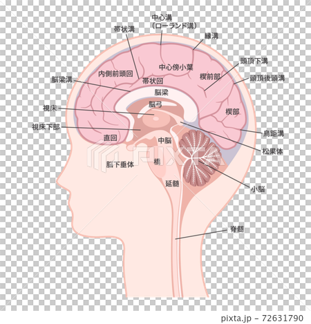 脳 大脳内側面のイラスト 名称ありのイラスト素材