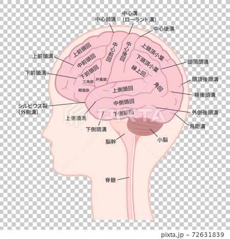 脳 大脳外側面のイラスト 名称あり 脳回 脳溝のイラスト素材