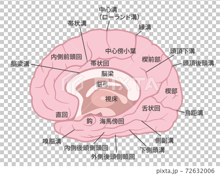 脳_大脳内側面のイラスト_名称あり 72632006