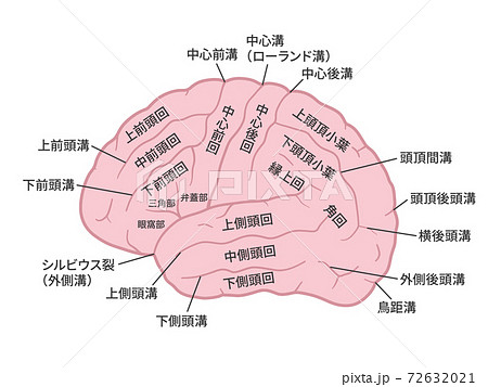 脳 大脳外側面のイラスト 名称あり 脳回 脳溝のイラスト素材