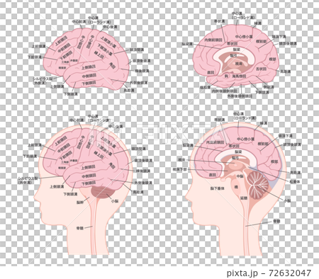 脳の名称のイラストセット_脳回_脳溝 72632047