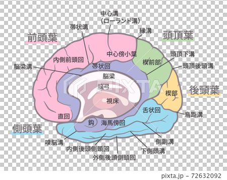 脳_大脳内側面のイラスト_名称あり_色分け 72632092