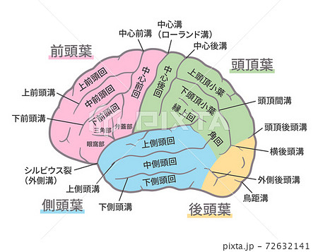 脳 大脳外側面のイラスト 名称あり 脳回 脳溝 色分けのイラスト素材