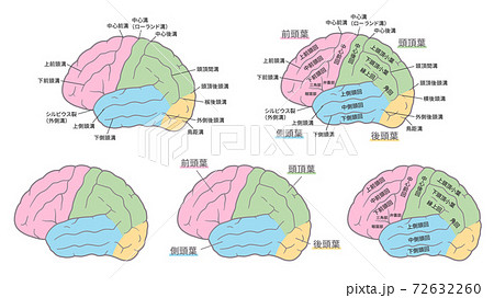 脳の名称のイラストセット 脳回 脳溝 色分けのイラスト素材