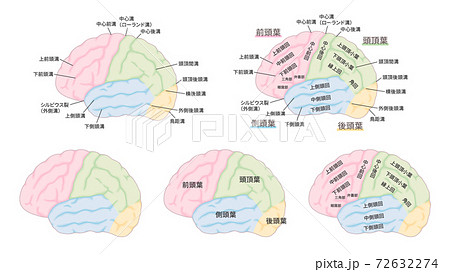 脳の名称のイラストセット_脳回_脳溝_色分け 72632274