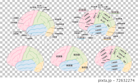脳の名称のイラストセット_脳回_脳溝_色分け 72632274