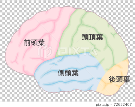 脳 大脳外側面のイラスト 色分けのイラスト素材