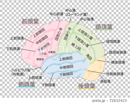 脳_大脳外側面のイラスト_名称あり_脳回_脳溝_色分け 72632423