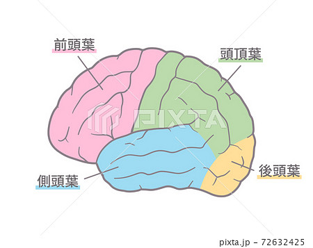 脳 大脳外側面のイラスト 色分けのイラスト素材