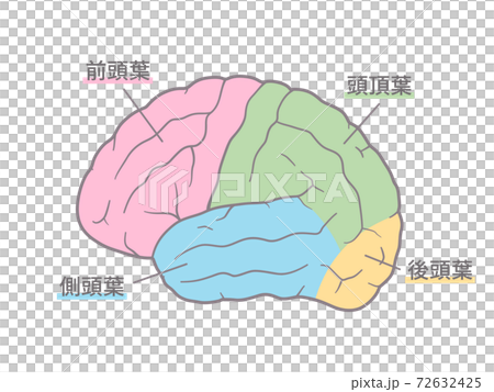 Brain_Brain的外表面Illustration_Color編碼 72632425