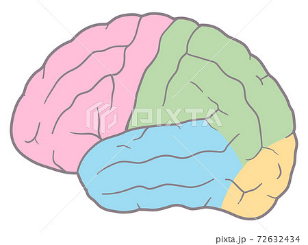 脳 大脳外側面のイラスト 色分けのイラスト素材