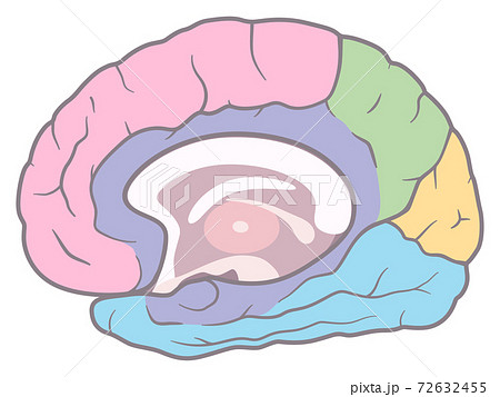 脳 大脳内側面のイラスト 色分けのイラスト素材