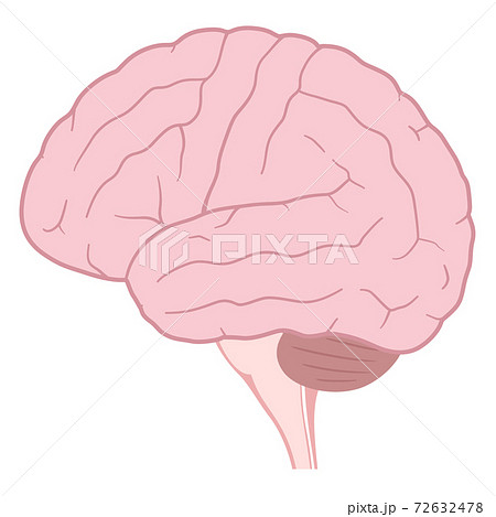 脳のイラストのイラスト素材