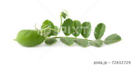Green chickpeas on the branch isolated on white background. Green chickpeas on the branch isolated on white background. 72632729