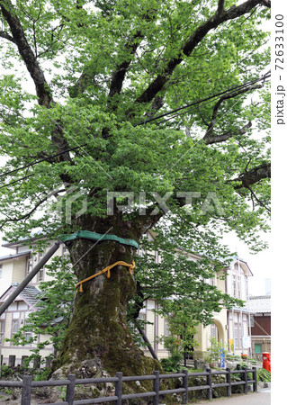 木の根橋（兵庫県 丹波市 柏原 ケヤキ） 72633100