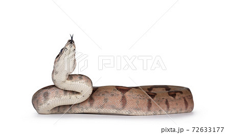 Hypo Boa Constrictor snake on white Hypo Boa Constrictor snake on white 72633177