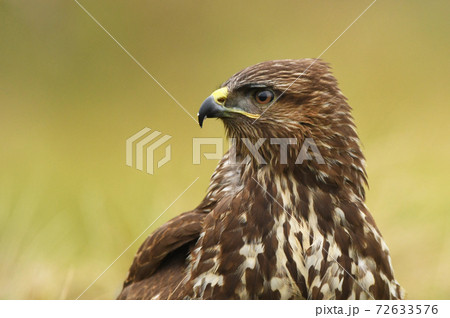 Common buzzard (Buteo buteo) Common buzzard (Buteo buteo) 72633576